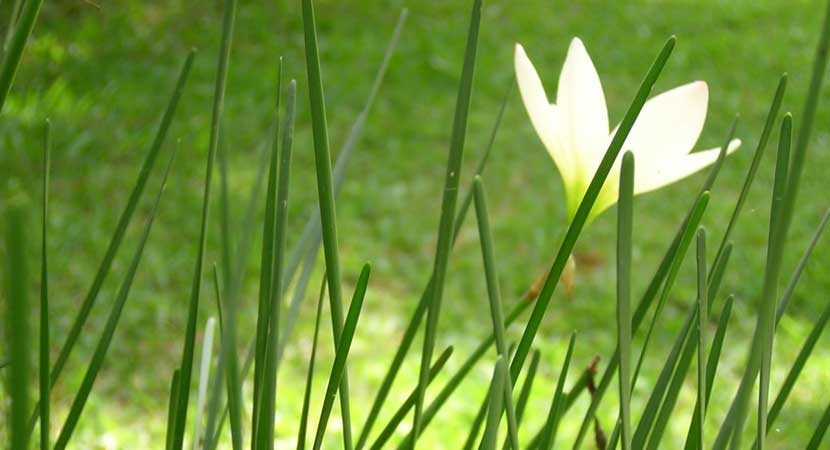 Services environnementaux